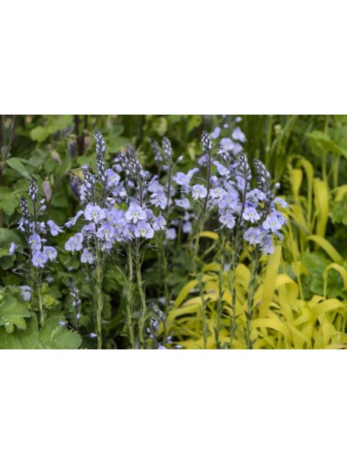 Tárnicslevelű veronika / VERONICA gentianoides 'Little Blues'