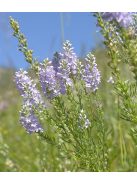 Tollas veronika / VERONICA pinnata 'Blue Feathers'