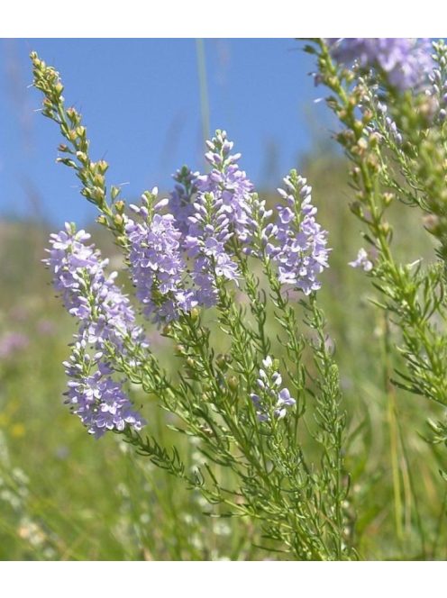 Tollas veronika / VERONICA pinnata 'Blue Feathers'