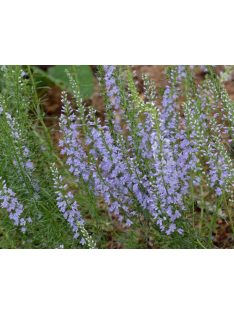 Tollas veronika / VERONICA pinnata 'Blue Feathers'