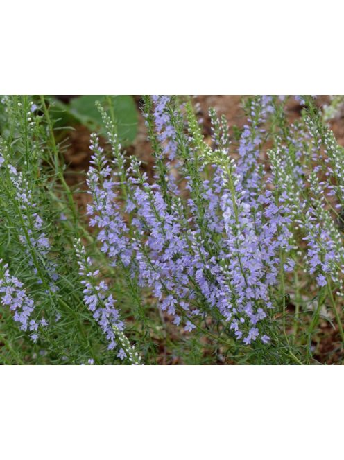 Tollas veronika / VERONICA pinnata 'Blue Feathers'