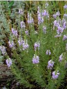 Tollas veronika / VERONICA pinnata 'Blue Feathers'