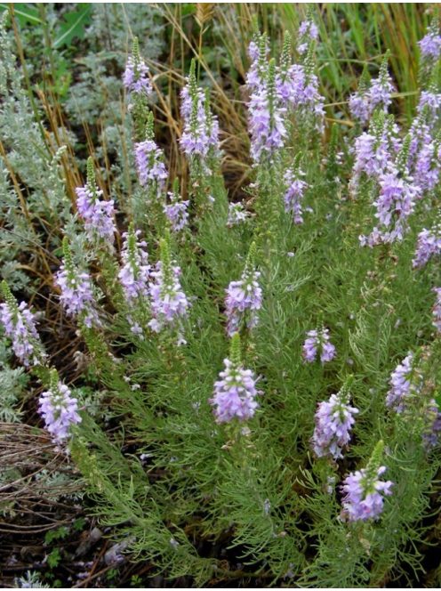 Tollas veronika / VERONICA pinnata 'Blue Feathers'