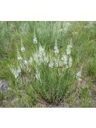 Tollas veronika / VERONICA pinnata 'Blue Feathers'