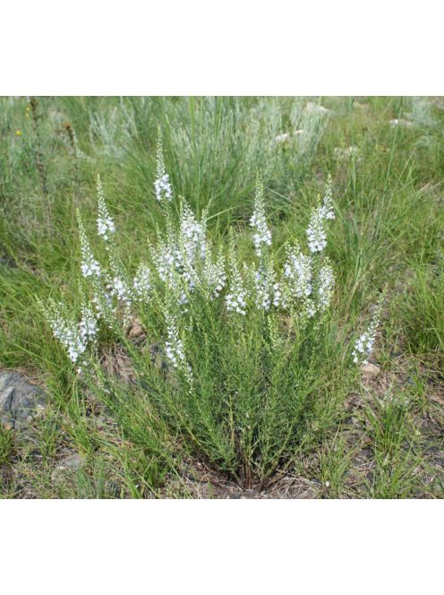 Tollas veronika / VERONICA pinnata 'Blue Feathers'