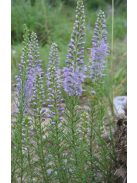Tollas veronika / VERONICA pinnata 'Blue Feathers'