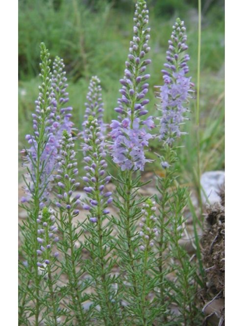 Tollas veronika / VERONICA pinnata 'Blue Feathers'