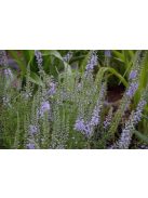 Tollas veronika / VERONICA pinnata 'Blue Feathers'