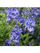 Lecsepült veronika / VERONICA prostrata 