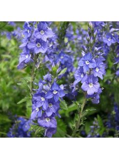 Lecsepült veronika / VERONICA prostrata 