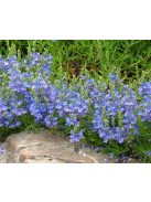 Lecsepült veronika / VERONICA prostrata 