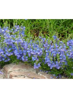 Lecsepült veronika / VERONICA prostrata 