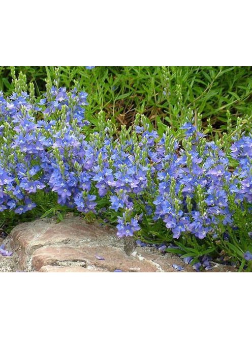 Lecsepült veronika / VERONICA prostrata 