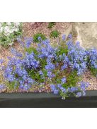 Lecsepült veronika / VERONICA prostrata 