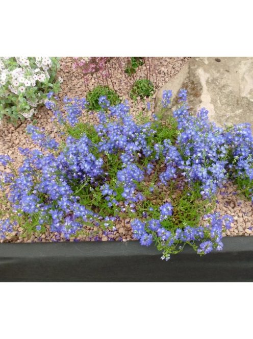 Lecsepült veronika / VERONICA prostrata 