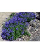 Lecsepült veronika / VERONICA prostrata 