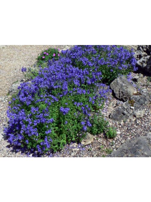 Lecsepült veronika / VERONICA prostrata 