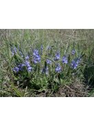 Lecsepült veronika / VERONICA prostrata 