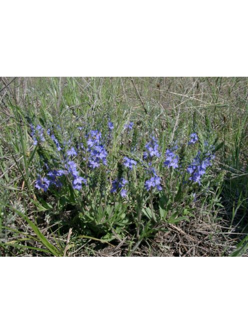 Lecsepült veronika / VERONICA prostrata 