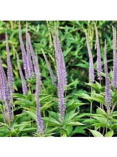 Szibériai veronika / VERONICASTRUM sibiricum 