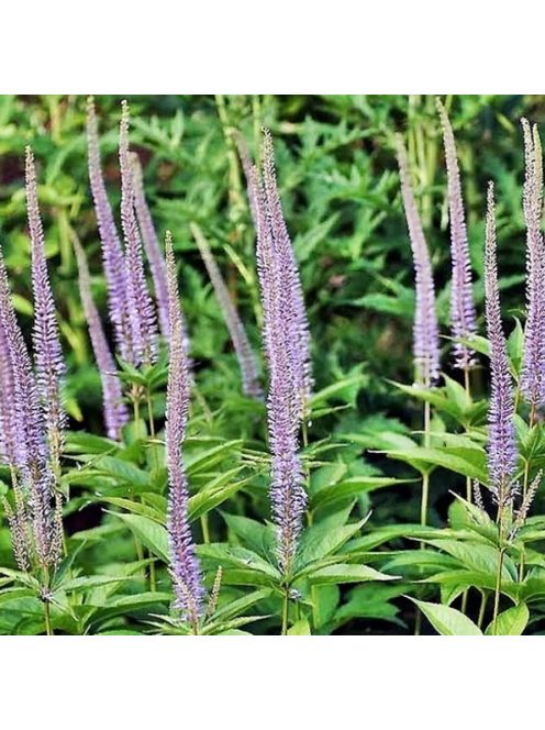 Szibériai veronika / VERONICASTRUM sibiricum 