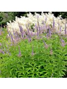 Szibériai veronika / VERONICASTRUM sibiricum 