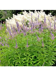 Szibériai veronika / VERONICASTRUM sibiricum 