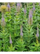 Szibériai veronika / VERONICASTRUM sibiricum 