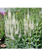 Virginiai veronika / VERONICASTRUM virginicum f. albiflorum 