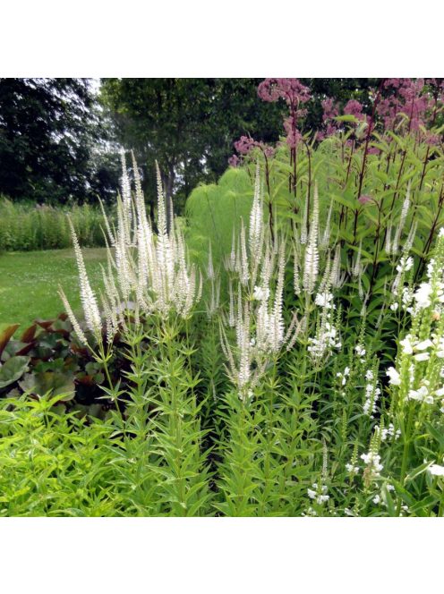Virginiai veronika / VERONICASTRUM virginicum f. albiflorum 