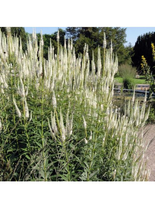 Virginiai veronika / VERONICASTRUM virginicum f. albiflorum 