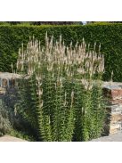 Virginiai veronika / VERONICASTRUM virginicum f. albiflorum 