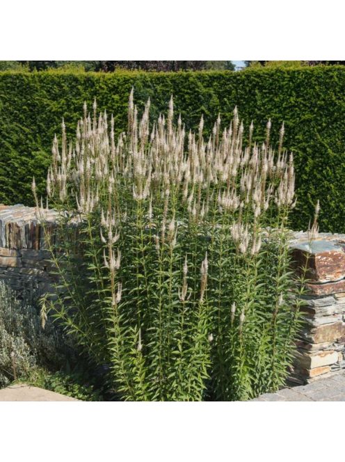 Virginiai veronika / VERONICASTRUM virginicum f. albiflorum 