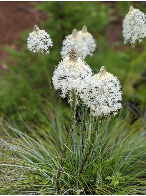 Kaliforniai medvefű / XEROPHYLLUM tenax 