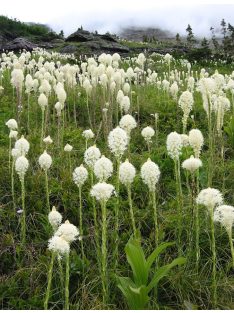 Kaliforniai medvefű / XEROPHYLLUM tenax 