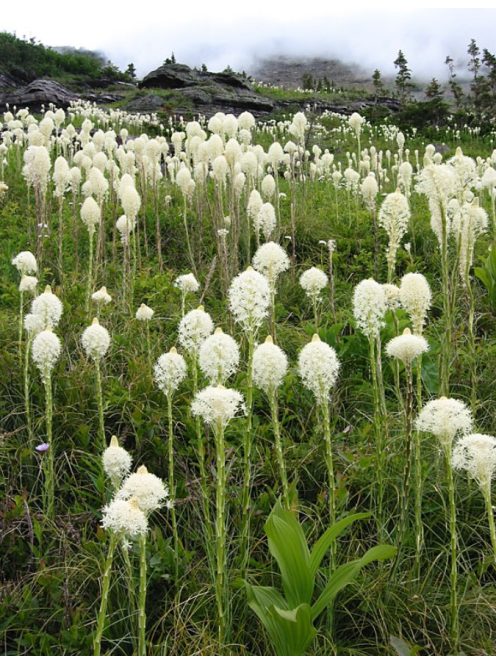 Kaliforniai medvefű / XEROPHYLLUM tenax 