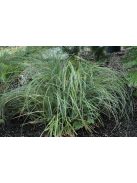 Kaliforniai medvefű / XEROPHYLLUM tenax 
