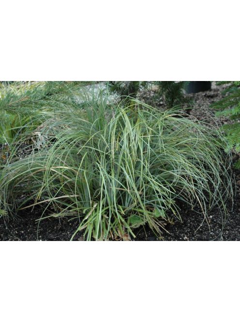 Kaliforniai medvefű / XEROPHYLLUM tenax 