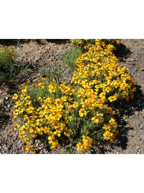 Törpe rézvirág / ZINNIA grandiflora 