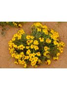 Törpe rézvirág / ZINNIA grandiflora 
