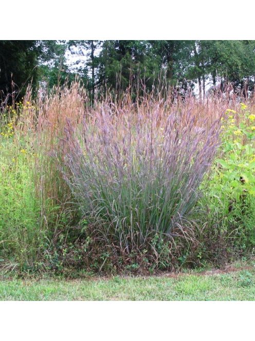 Fenyérfű / ANDROPOGON gerardii 