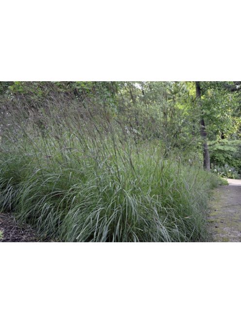 Fenyérfű / ANDROPOGON gerardii 