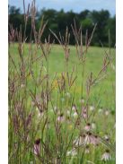 Fenyérfű / ANDROPOGON gerardii 