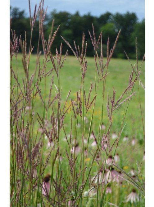 Fenyérfű / ANDROPOGON gerardii 