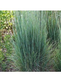 Fenyérfű / ANDROPOGON scoparius 'Aldous'