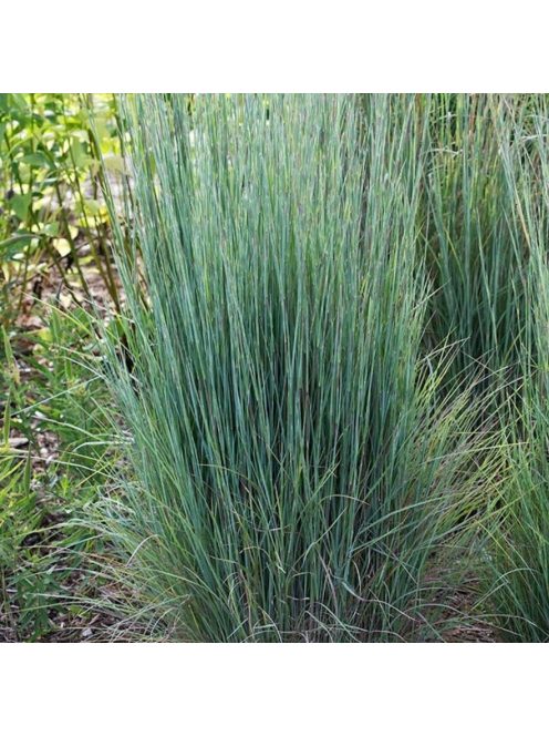 Fenyérfű / ANDROPOGON scoparius 'Aldous'