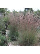 Fenyérfű / ANDROPOGON scoparius 'Aldous'