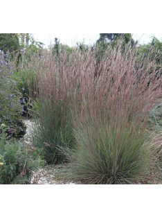 Fenyérfű / ANDROPOGON scoparius 'Aldous'