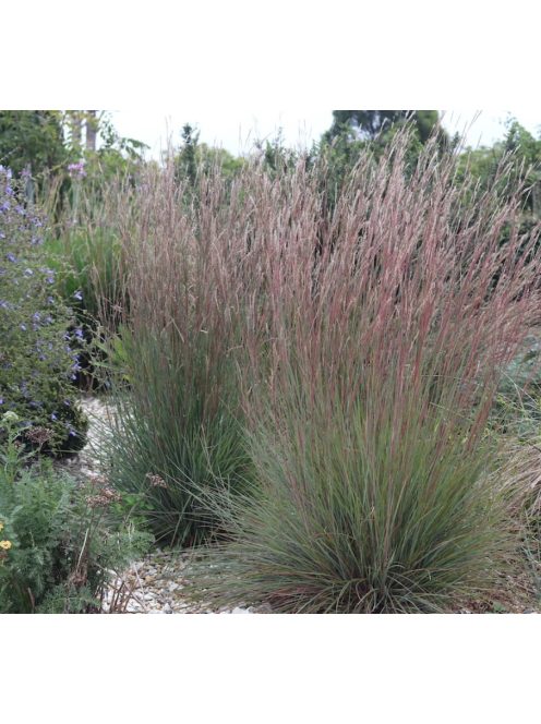 Fenyérfű / ANDROPOGON scoparius 'Aldous'
