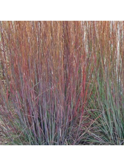 Fenyérfű / ANDROPOGON scoparius 'Aldous'